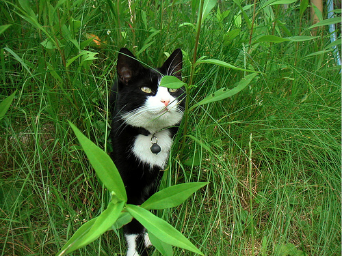 Katze im Gras